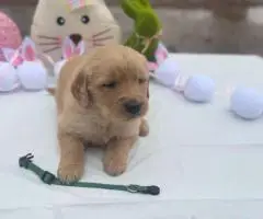 2025 AKC Golden Retriever puppies for sale