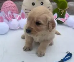 2025 AKC Golden Retriever puppies for sale