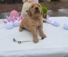2025 AKC Golden Retriever puppies for sale