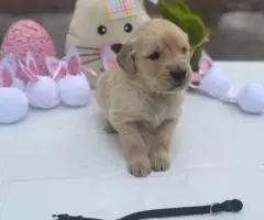2025 AKC Golden Retriever puppies for sale
