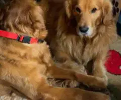 2025 AKC Golden Retriever puppies for sale