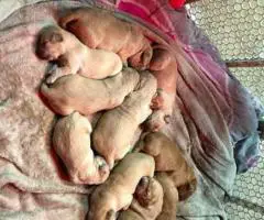 2025 AKC Golden Retriever puppies for sale