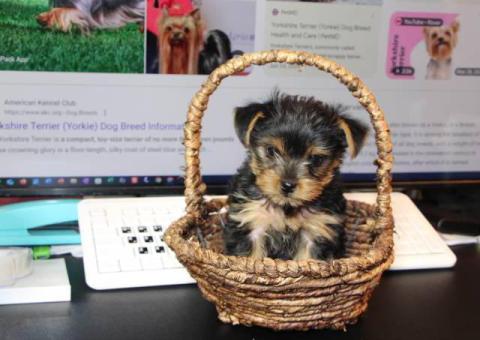 FULLBRED YORKIE PUPPY FOR SALE