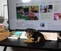 FULLBRED YORKIE PUPPY FOR SALE