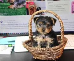 FULLBRED YORKIE PUPPY FOR SALE
