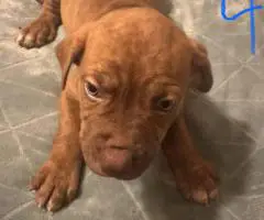 Cute baby pit puppies