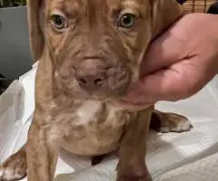 Cute baby pit puppies