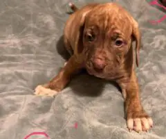 Cute baby pit puppies