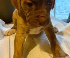 Cute baby pit puppies