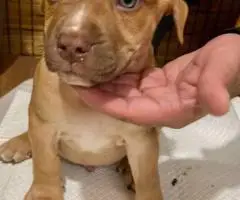 Cute baby pit puppies
