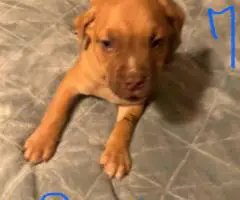 Cute baby pit puppies