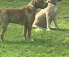 Cute baby pit puppies