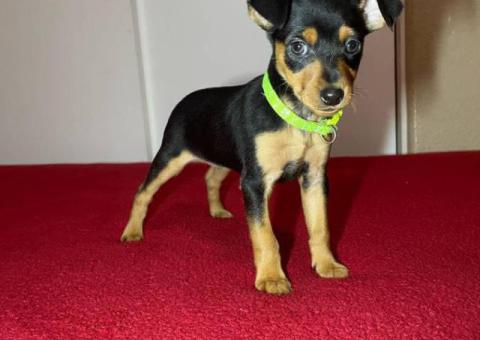 Miniature Pinscher puppies for sale