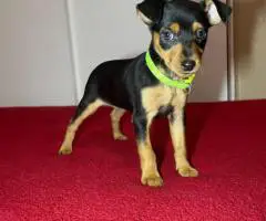 Miniature Pinscher puppies for sale