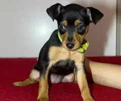 Miniature Pinscher puppies for sale