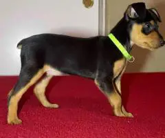 Miniature Pinscher puppies for sale