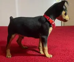 Miniature Pinscher puppies for sale