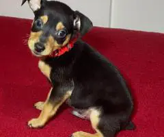 Miniature Pinscher puppies for sale