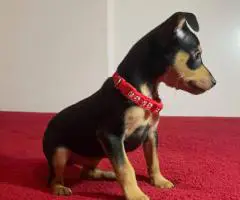 Miniature Pinscher puppies for sale