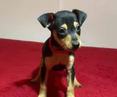 Miniature Pinscher puppies for sale