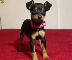 Miniature Pinscher puppies for sale