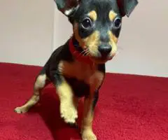 Miniature Pinscher puppies for sale