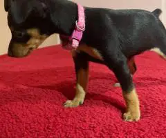 Miniature Pinscher puppies for sale