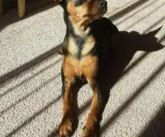 Miniature Pinscher puppies for sale