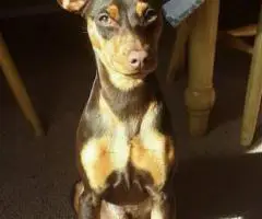 Miniature Pinscher puppies for sale