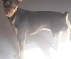 Miniature Pinscher puppies for sale
