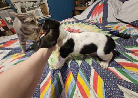 2 baby bassett hound puppies need a home