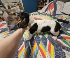 2 baby bassett hound puppies need a home