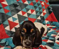 2 baby bassett hound puppies need a home