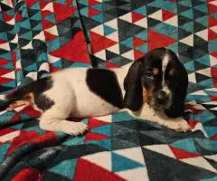 2 baby bassett hound puppies need a home