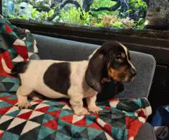 2 baby bassett hound puppies need a home