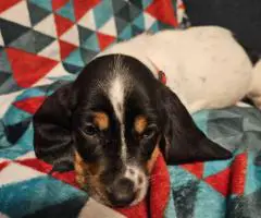 2 baby bassett hound puppies need a home