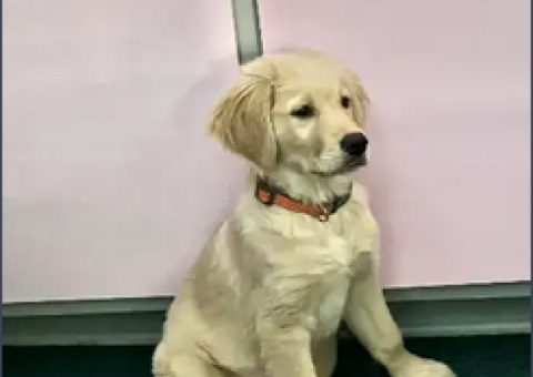 Male Golden Retriever Pup