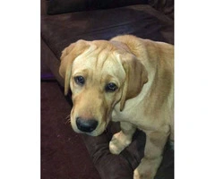 We have 1 male pure bred lab puppy 4 months old - 2