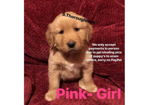 3 Golden retriever puppies left
