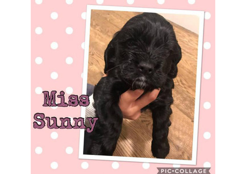 Cocker Spaniel Puppies Family raised and loved!