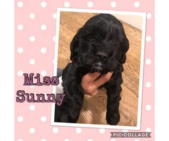 Cocker Spaniel Puppies Family raised and loved! - 1