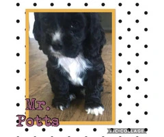 Cocker Spaniel Puppies Family raised and loved! - 3