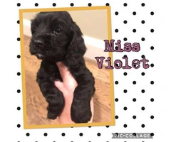 Cocker Spaniel Puppies Family raised and loved! - 5