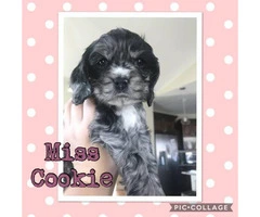 Cocker Spaniel Puppies Family raised and loved! - 6