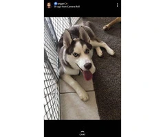 5 month old Siberian Husky puppy for sale