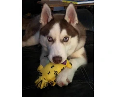 5 month old Siberian Husky puppy for sale - 3