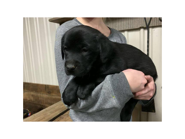 Lab Puppies In Michigan - 8 weeks old purebred Silver Lab puppies in