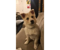 Beautiful pomsky puppy 13 weeks old