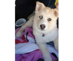 Beautiful pomsky puppy 13 weeks old - 4