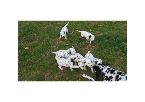 6 sweet Dalmatian puppies are ready to go to their new homes